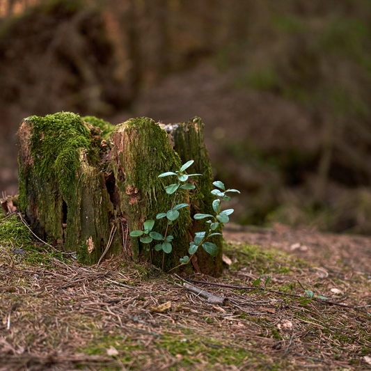 White oak Stump sprout