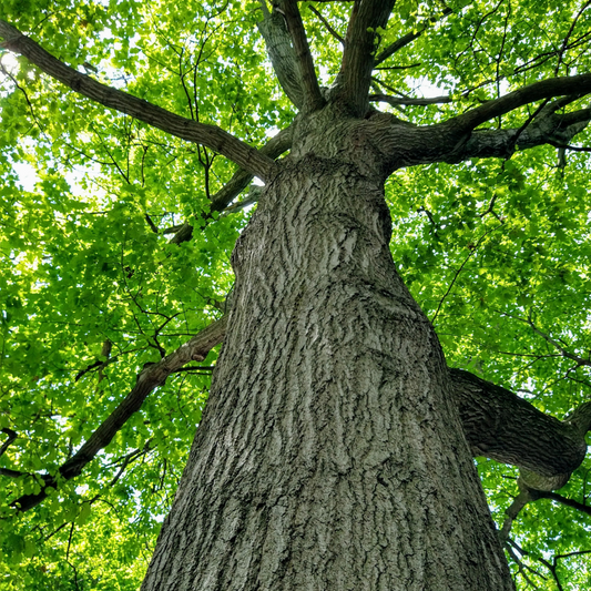 White Oak tree