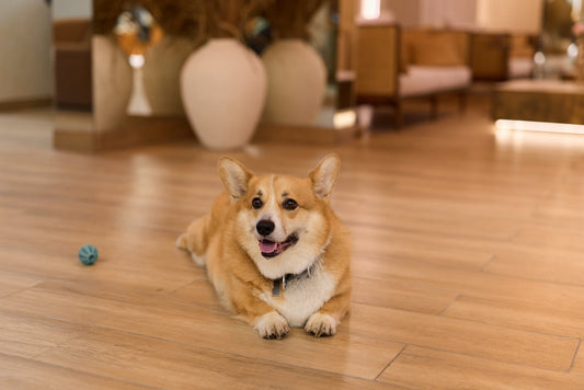 How to Choose Hardwood Flooring for Pets, Kids, and High-Traffic Homes