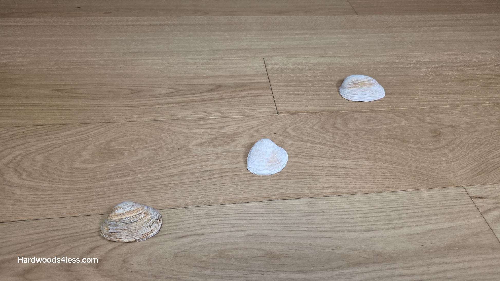 7 1/2" x 1/2" Engineered European White Oak Venice Hardwood Flooring. Shown with three seashells resting in a row across the floor. 